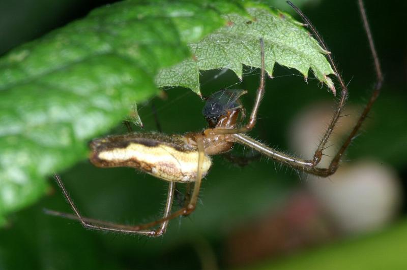 Tetragnatha_montana_D3734_Z_80_Vinkenveense plassen_Nederland.jpg